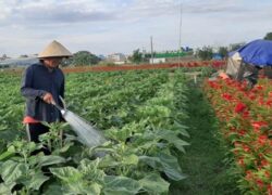 Trung cấp nông nghiệp online từ xa