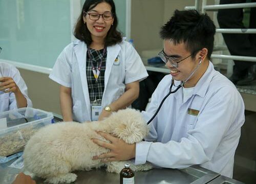 Bằng Trung cấp thú y